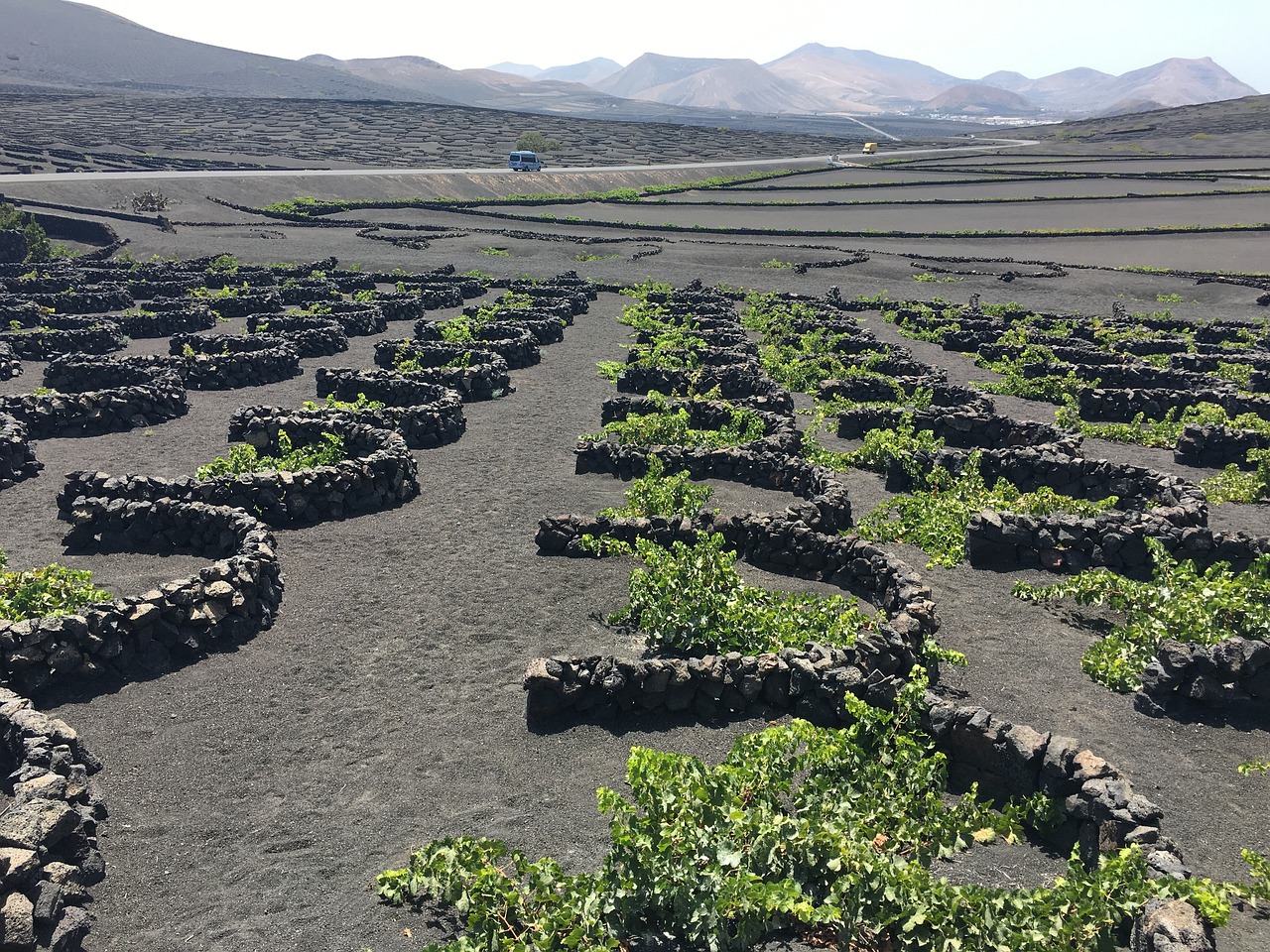 champs-de-vignobles-sur-un-sol-noir-volcanique-a-lanzarote