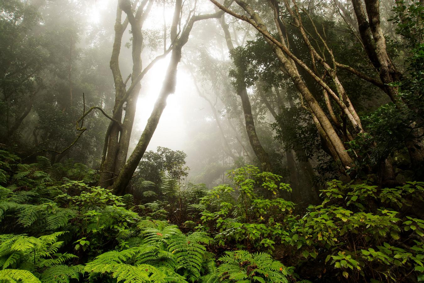 une-foret-verte-et-brumeuse