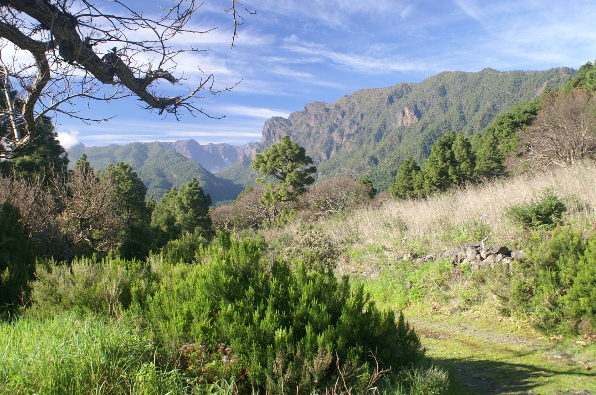 quelle-ile-des-canaries-choisir-la-palma-paysage-verdoyant-montagne