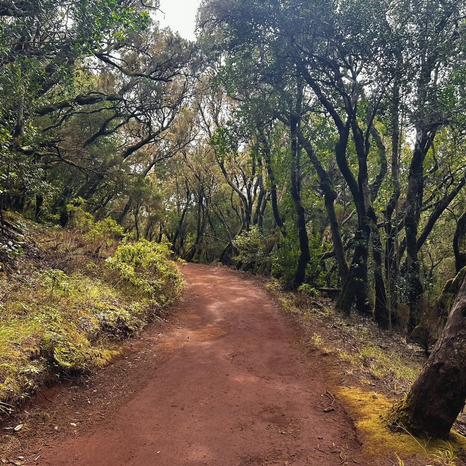 chemin-de-randonee-a-travers-la-foret