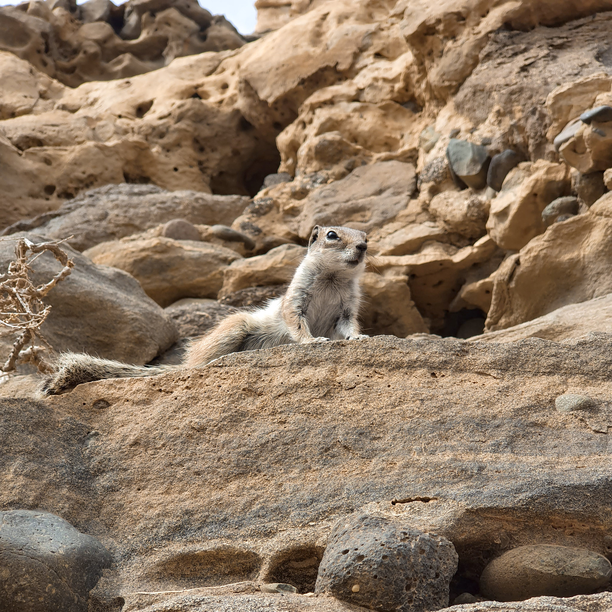 image-dun-ecureuil-a-fuerteventura